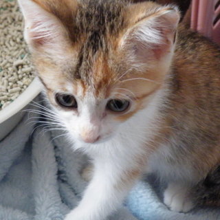 かわいい三毛です