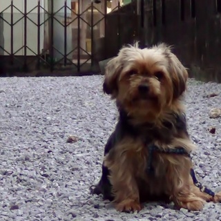 パピヨンMIX★４歳オス★未去勢