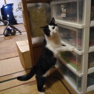 ハチワレ男の子 5ヶ月位