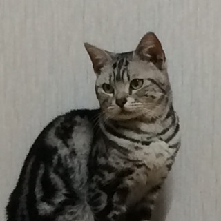 『ファン』一生懸命にアピール中。