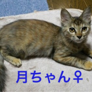 超絶甘えん坊お嬢さん