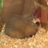 むぎ