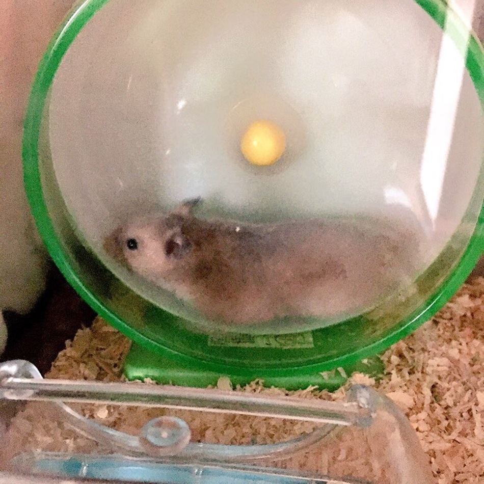 むぎのカバー写真