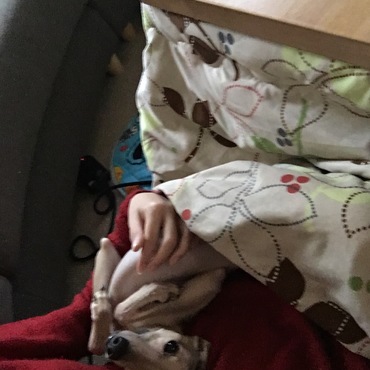 こたつでまったり