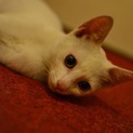 真っ白な可愛い猫ちゃん！