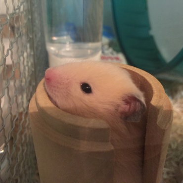 この中で寝たりします