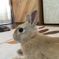 うさぎ君の里親様募集します
