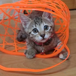 柿のカゴ　「ｽﾞｻﾞｰ!!」