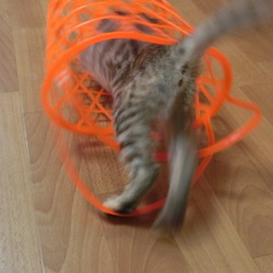 「柿のカゴ　「ｽﾞｻﾞｰ!!」」サムネイル2