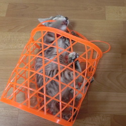 「柿のカゴ　「ｽﾞｻﾞｰ!!」」サムネイル3