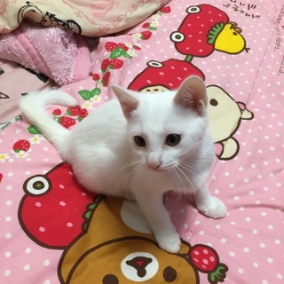 白くてふわふわ真白君！＊11月17日追記有り＊