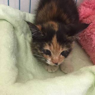 とってもかわいいミケコさん里親さん募集