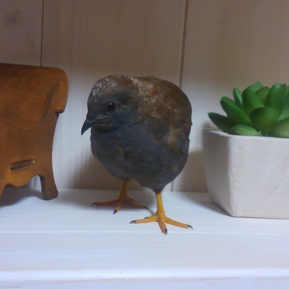 チョコのカバー写真