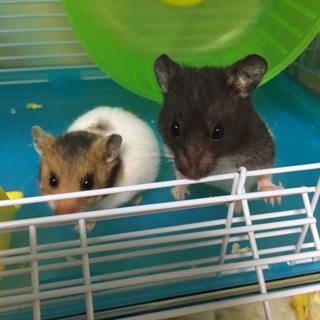 キャンベルハムスター☆カラーハムスター