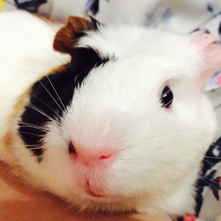 クレステッドモルモット 男の子