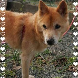 この子の里親になってくれませんか？可愛い子です。