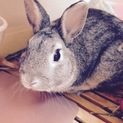 うさぎ（ネザーランドドワーフ）の里親さん募集です！