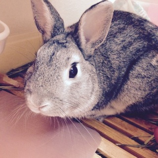 うさぎ（ネザーランドドワーフ）の里親さん募集です！