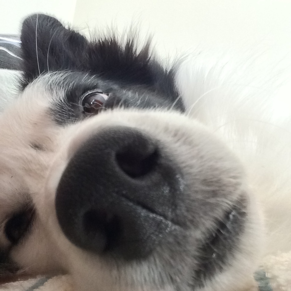 オレオのカバー写真