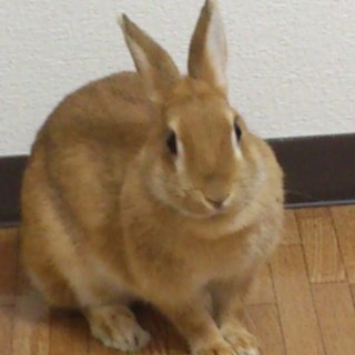 この子の親になってくれる方募集します