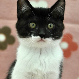 ミステリアスな美少女★メットちゃん