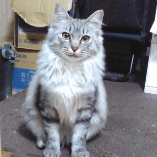 ※募集一時停止 家族に迎えていただける方を募集