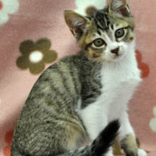 キリッとしたイケニャン！　マットくん