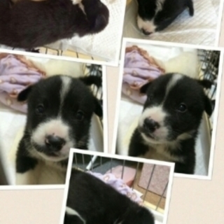 たくさんのワンちゃん…一旦終了しました