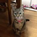 〜にゃこの里親募集〜