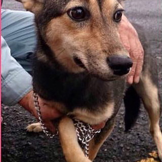 里親さん決まったそうです！！