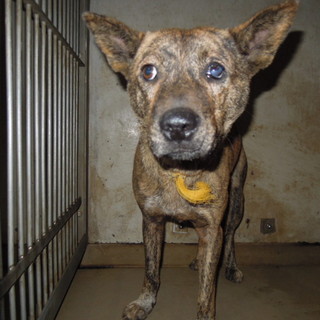 緊急！！虐待を受けていた痕跡が・・虎毛男の子