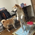 柴犬 メス 生後1年