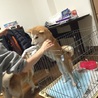 柴犬 メス 生後1年 サムネイル3