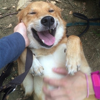 猫ＯＫ★人が大好き！甘えっ子、いつも笑顔の犬