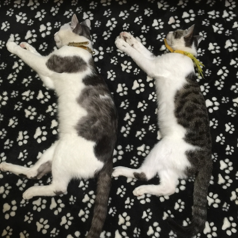 はなちゃんのカバー写真