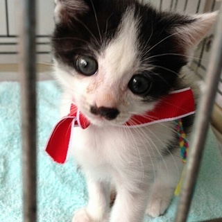 再募集らく君★１０月初旬生★人慣れ抜群、犬同居ＯＫ