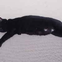 冨士原 陸遜(りくそん)