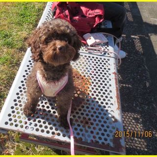 トイプードル　5歳