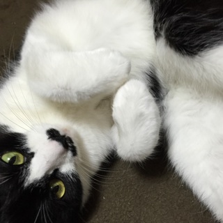 口ひげが特徴的なハチワレちゃんの里親募集