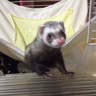 大切に飼ってくれる方♡