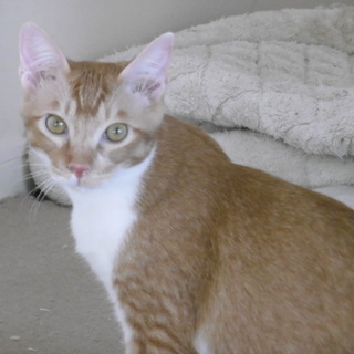 ３兄弟＋紅一点　キャッチ