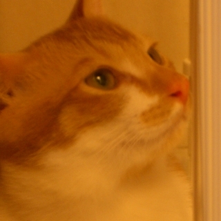 ３兄弟＋紅一点　ジョイ