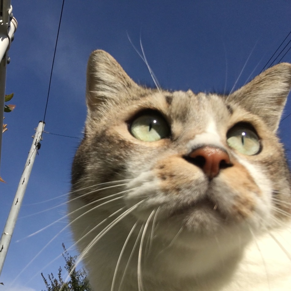 春吉のカバー写真