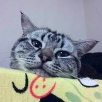 ぎん