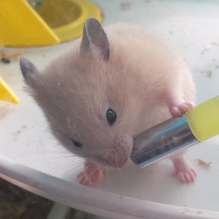 10/20生まれ　ゴールデンハムスター