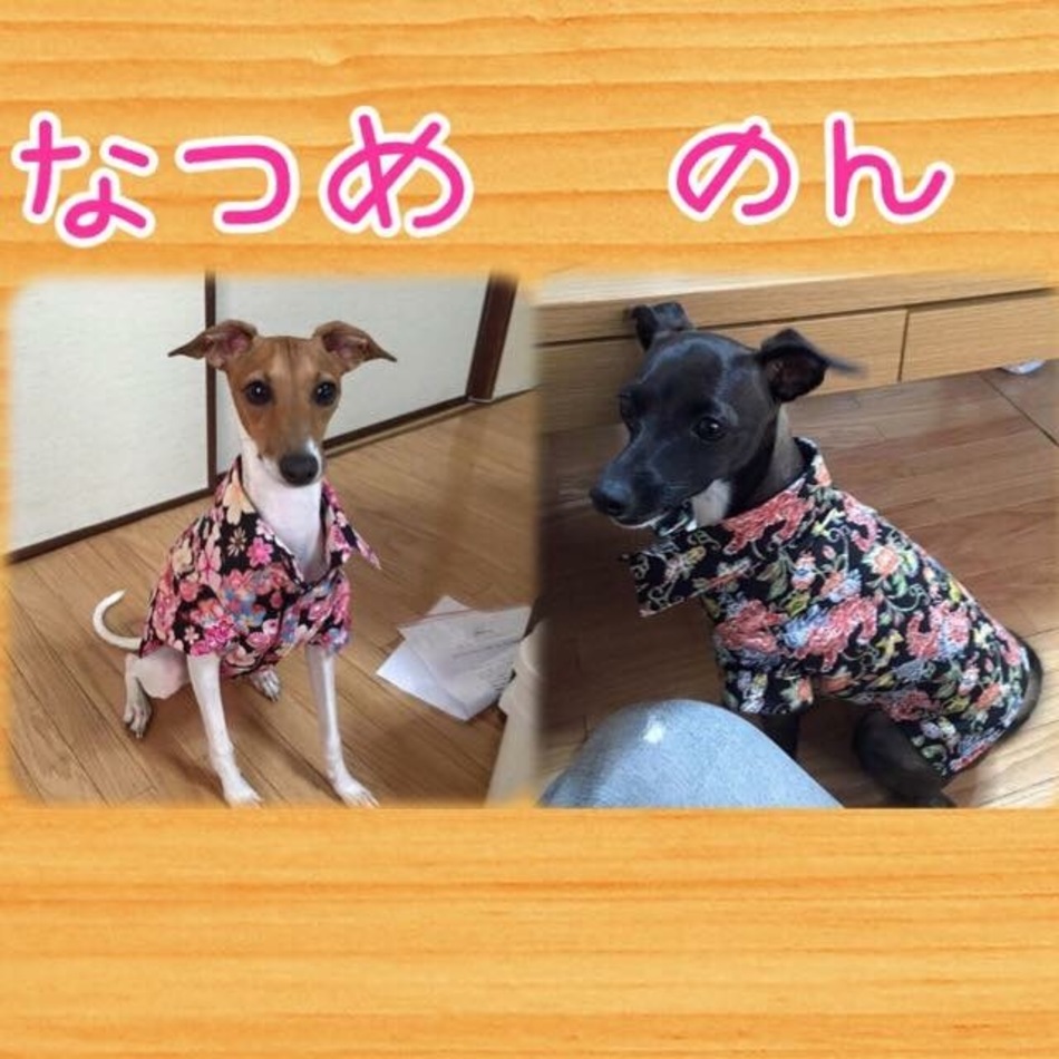 暖(のん)のカバー写真