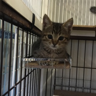 推定2か月まんまるお目目の男の子「ウリ」