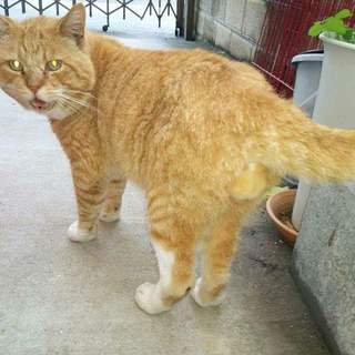 でかいじいちゃん猫トラ