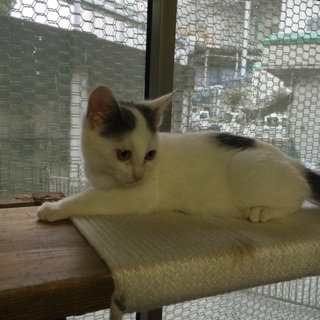 推定2カ月人大好きな懐っこい白灰の男の子「あしも」