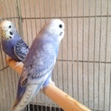 セキセイインコ   良い飼い主様に巡り合えました。